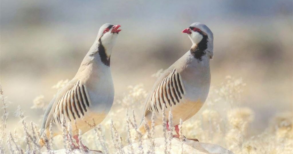 Necdî ile Gargara’nın Hikâyesi